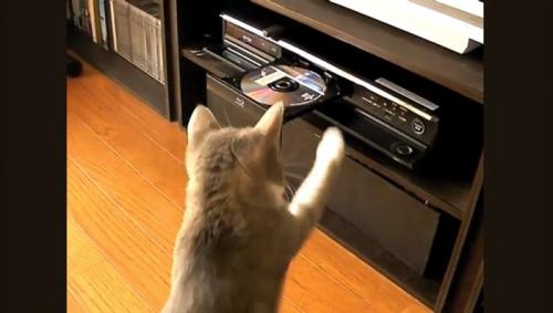 DVDレコーダーにパンチする猫