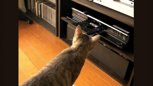 DVDレコーダーの匂いを嗅ぐ猫