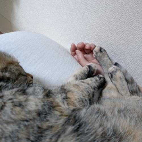 腕の中のこむぎちゃん