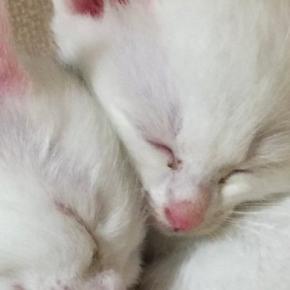保護された『子猫の姉妹』を家族に迎えた結果→４か月後…見違えるビフォーアフターが13万表示「美しく育ったね」「真っ白も可愛いなぁ」