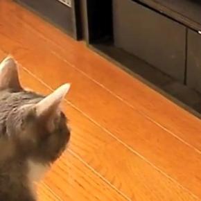 DVDレコーダーを見つめる猫→突然『ディスクトレイ』が出てきた結果…ほっこりする光景が23万再生「とても和んだｗ」「かわいすぎる」