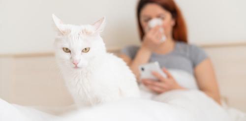 ベッドで鼻をかむ女性とイカ耳の猫