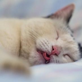 猫が『寝言を言っている』ときに考えられる理由4つ　中には注意が必要なケースも？