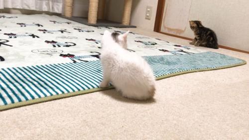 見つめる三毛ちゃん