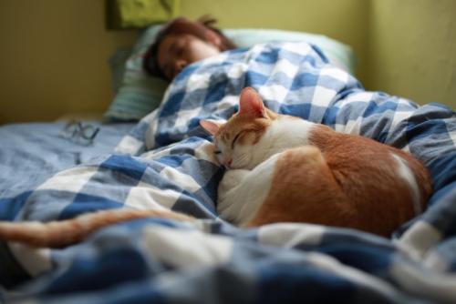 ベッドの足元で寝る猫