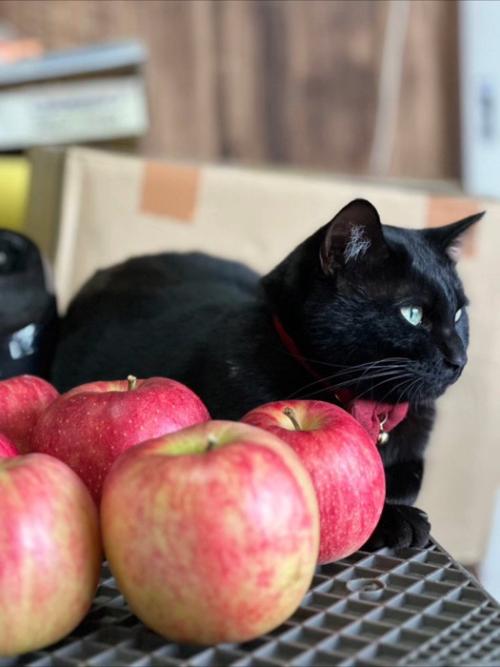 猫とりんご