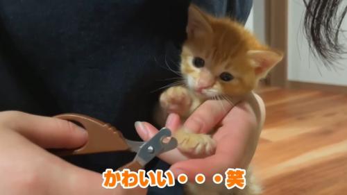 爪切りされている子猫