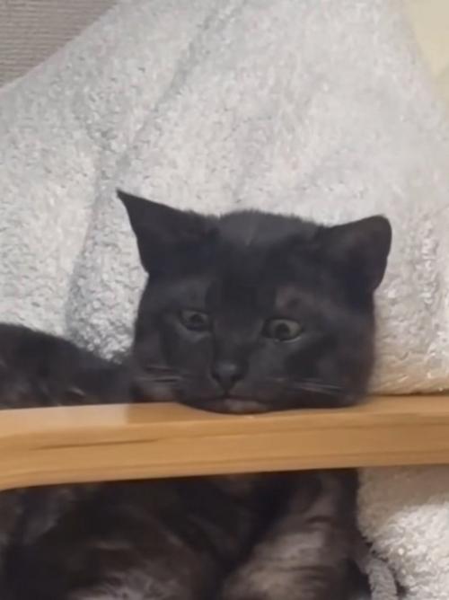 目だけで下を見る猫