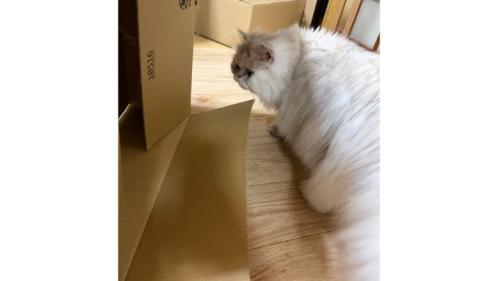 室内にいる猫