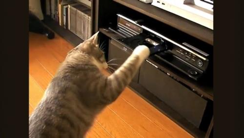 DVDレコーダーにパンチする猫