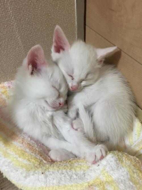 くっついて眠る2匹の子猫