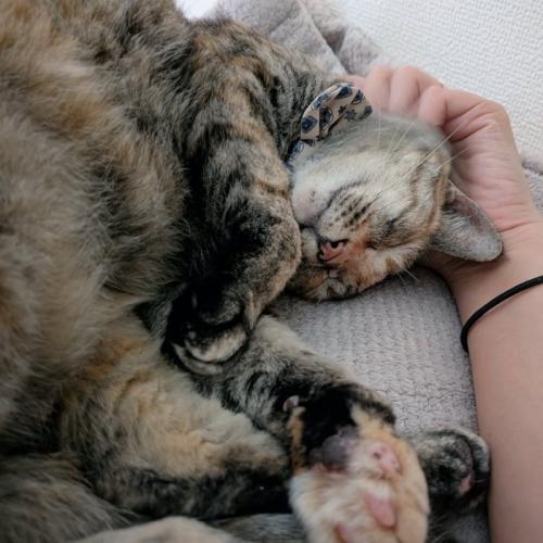 ぐっすりこむぎちゃん