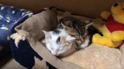 眠るふたり