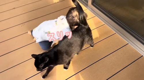 赤ちゃんにすりすりする猫