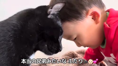 ひたいをあわせる赤ちゃんと猫