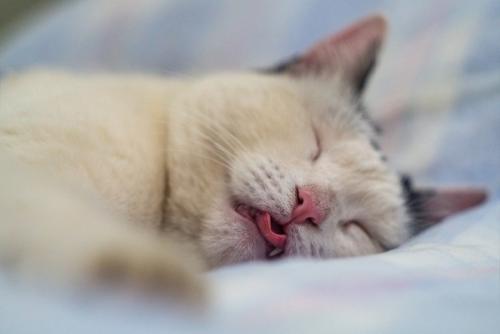 舌を出して寝ている猫