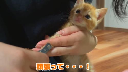 爪切りされている子猫