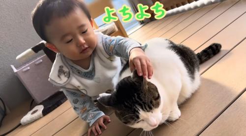 猫をなでる赤ちゃん