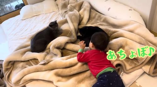 寝ている猫達と赤ちゃん