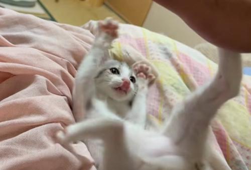 両手両足を広げる子猫