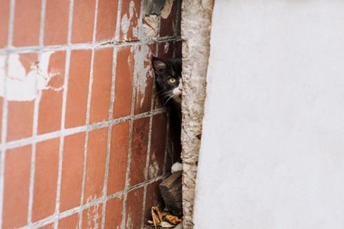 壁の隙間から覗く猫