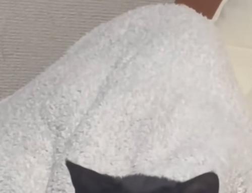 椅子の背もたれ