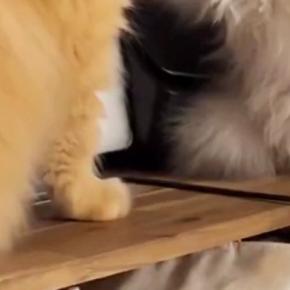 向かい合う２匹の猫→片方の『ポーズ』を見ると…まさかの光景に４万いいね「電車で盛大に吹いたｗ」「思った以上にしっかりしてるｗ」と爆笑の声