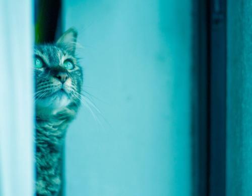 窓から外を観察する猫