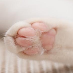 人間にはあるのに猫にない？『体のパーツ』4つ　なぜ猫には必要ないの？人との違いも解説