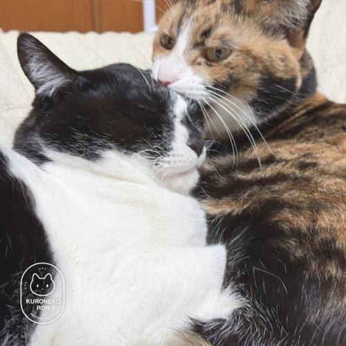 白黒猫を噛む三毛猫