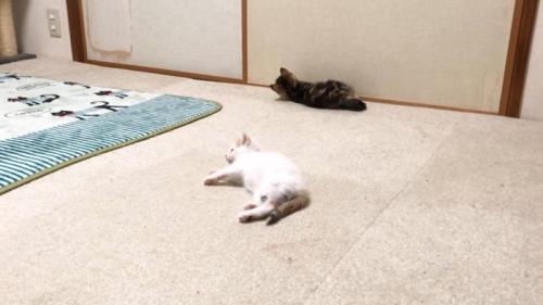 転がるふたり