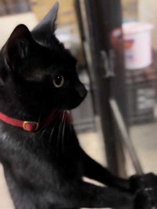 外を見る猫