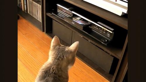 DVDレコーダーを見つめる猫
