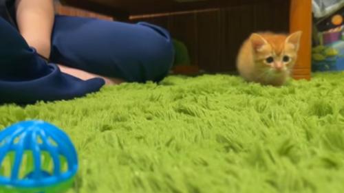 ボールを狙う子猫
