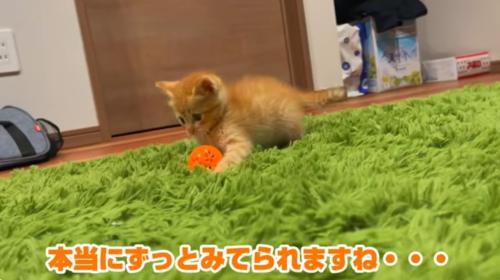 ボールで遊ぶ子猫