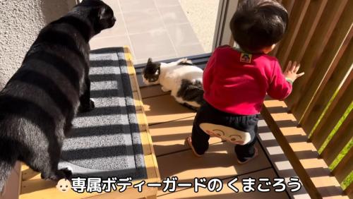 遊んでいる赤ちゃんと見守る猫