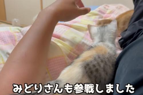人の二の腕に乗る子猫（みどりさんも参戦しました）