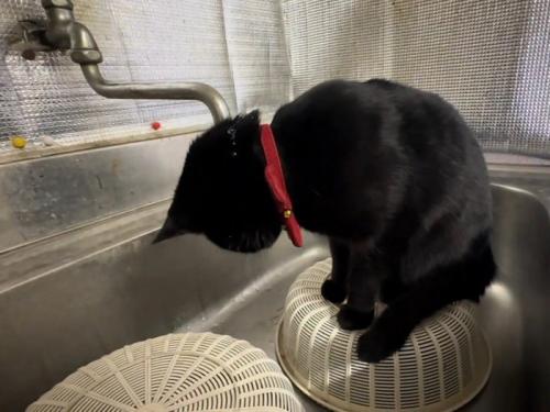 下を向いている猫
