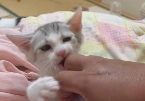 人の手を齧る子猫の正面アップ