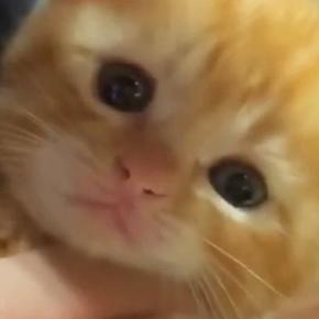 子猫が『初めての爪切り』に挑戦した結果…ずっと見ていたくなる『尊すぎる反応』に「ニヤニヤしちゃった」「あーたまらん」と悶絶の声続出