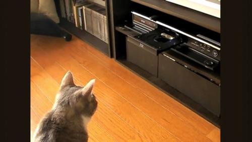 DVDレコーダーを見つめる猫