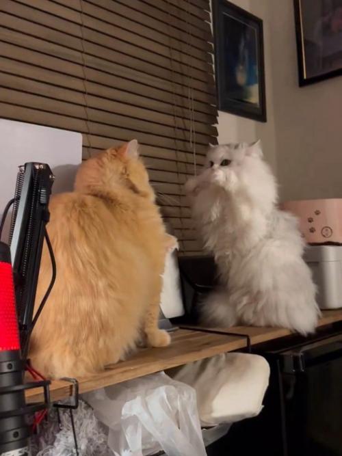 向かい合う2匹の猫