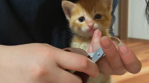 爪切りされている子猫