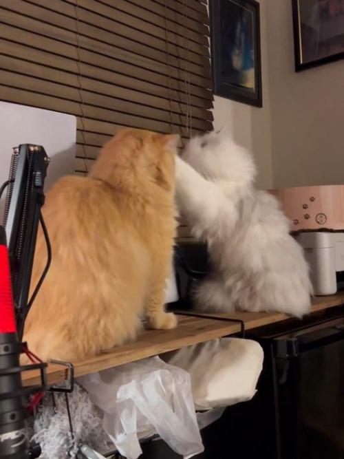 猫パンチする白い猫
