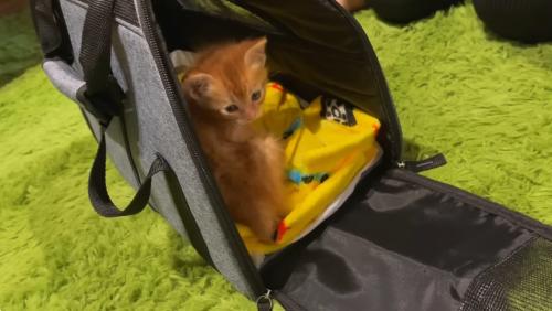 キャリーバッグから出てくる子猫