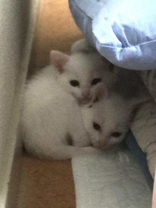 隅っこで固まる2匹の子猫