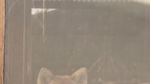 外を眺めている猫と犬