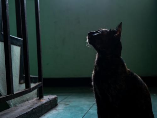 1点を見つめる猫