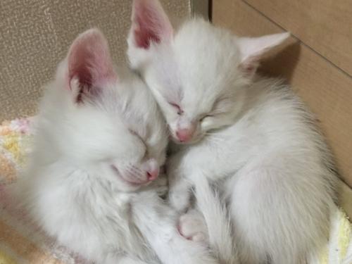 顔をくっつけて寄り添って眠る2匹の子猫(お迎え初日)