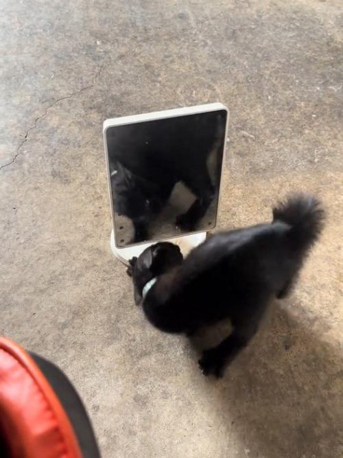 鏡の前にいる猫